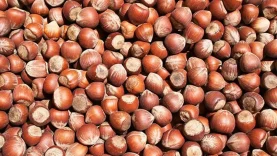 7-agustos-findik-fiyatlari