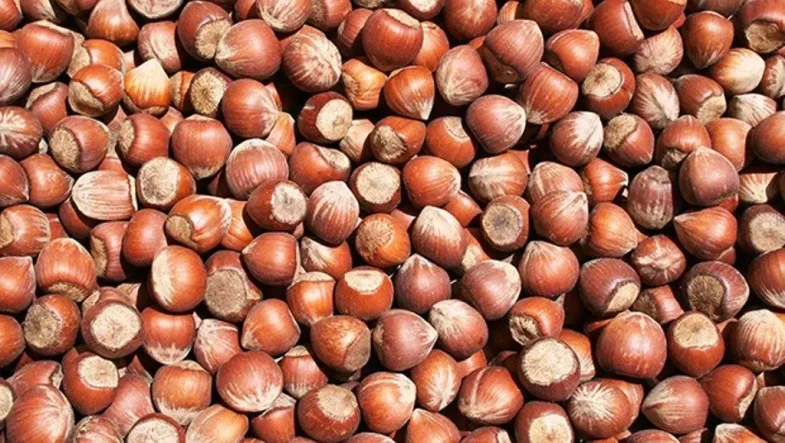 7-agustos-findik-fiyatlari